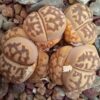 Lithops dorotheae