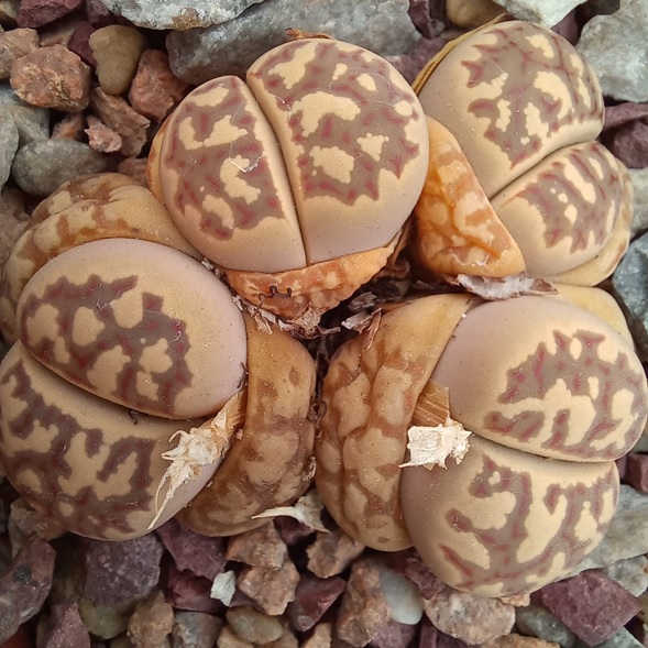 Lithops dorotheae