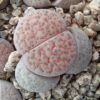 Lithops fulviceps C222