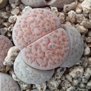 Lithops fulviceps C222