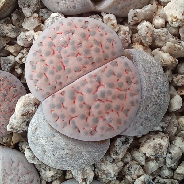 Lithops fulviceps C222