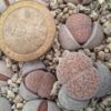 Lithops fulviceps C222