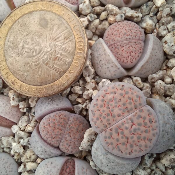 Lithops fulviceps C222