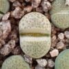 Lithops fulviceps C363