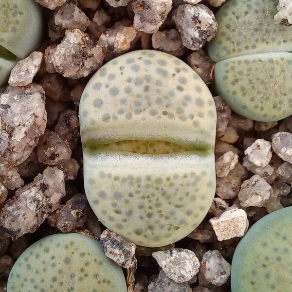 Lithops fulviceps C363