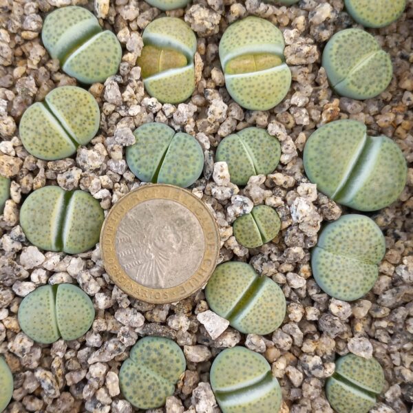 Lithops fulviceps C363