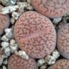Lithops hookeri C154