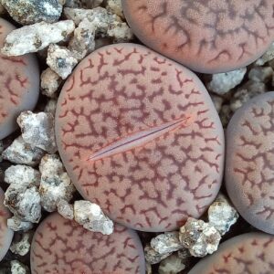 Lithops hookeri C154