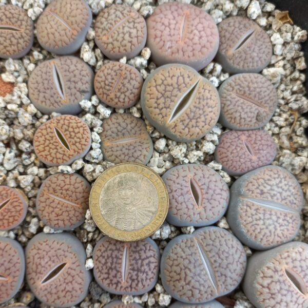 Lithops hookeri C154