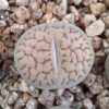 Lithops hookeri C85
