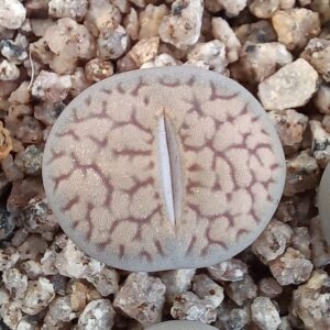 Lithops hookeri C85