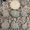 Lithops hookeri C85