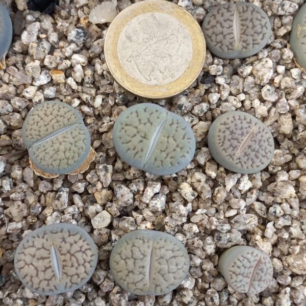 Lithops hookeri C85
