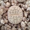 Lithops hookeri C91