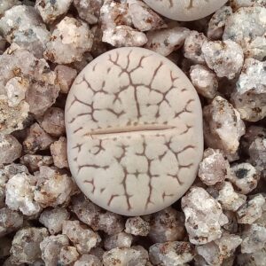 Lithops hookeri C91