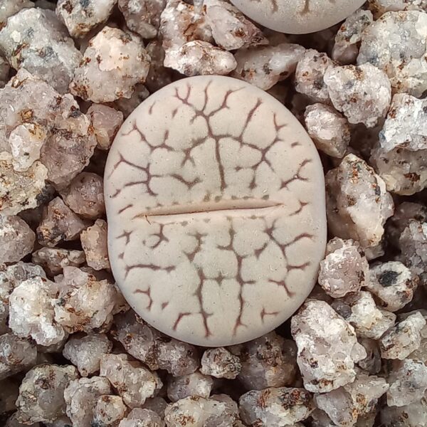 Lithops hookeri C91