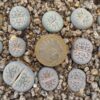 Lithops hookeri C91