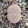 Lithops hookeri C91