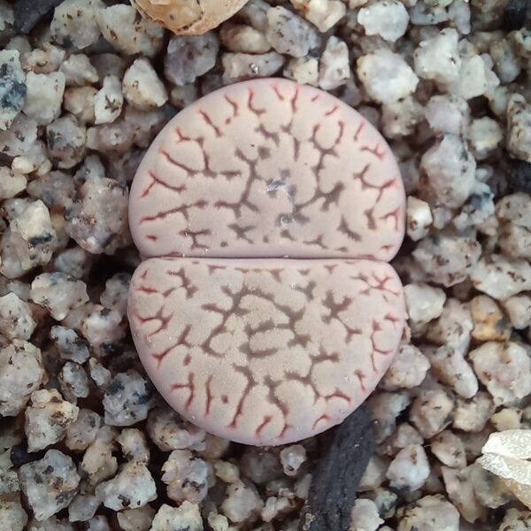 Lithops hookeri C91