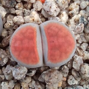 Lithops karasmontana, apricot selection
