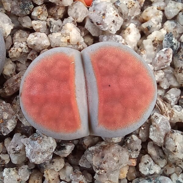Lithops karasmontana, apricot selection