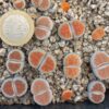 Lithops karasmontana, apricot selection