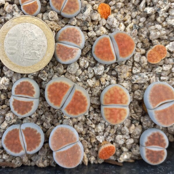 Lithops karasmontana, apricot selection