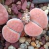 Lithops karasmontana, apricot selection