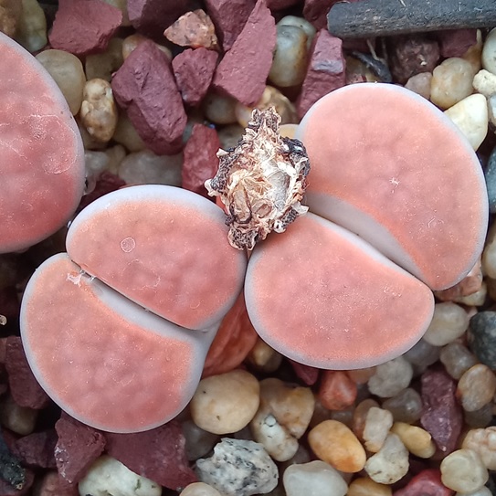Lithops karasmontana, apricot selection