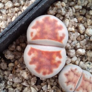 Lithops karasmontana 'top red'