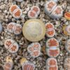 Lithops karasmontana 'top red'