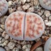 Lithops karasmontana F96E