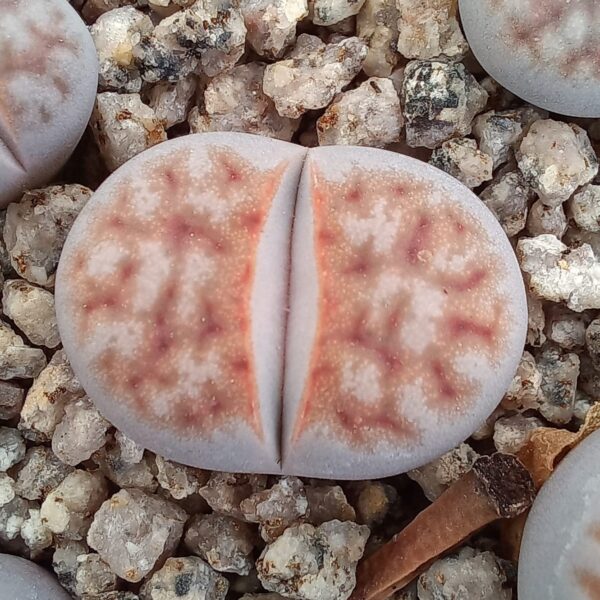 Lithops karasmontana F96E