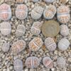Lithops karasmontana F96E