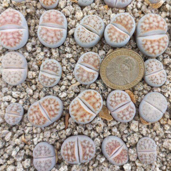 Lithops karasmontana F96E