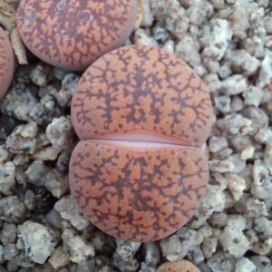 Lithops lesliei C15
