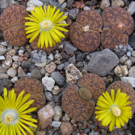 Lithops lesliei C15
