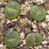 Lithops lesliei C5B 'vivid green'
