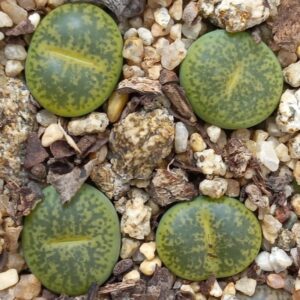 Lithops lesliei C5B 'vivid green'