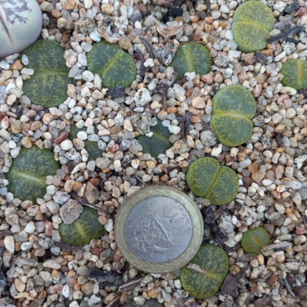 Lithops lesliei C5B 'vivid green'