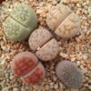 5 Lithops Mix Plantas Aleatorias