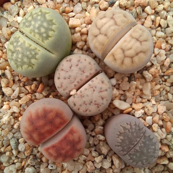 5 Lithops Mix Plantas Aleatorias