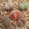 5 Lithops Mix Plantas Aleatorias