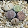 5 Lithops Mix Plantas En Maceta