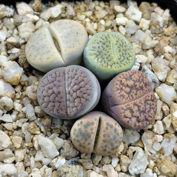 5 Lithops Mix Plantas En Maceta