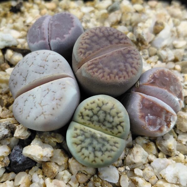 5 Lithops Mix Plantas En Maceta
