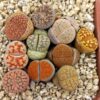10 Lithops Mix Plantas Aleatorias