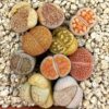 10 Lithops Mix Plantas Aleatorias