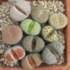 10 Lithops Mix Plantas En Maceta
