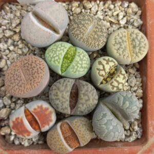 10 Lithops Mix Plantas En Maceta